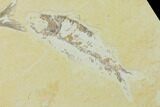 Rare, Amphiplaga With Knightia Fossil Fish #138623-2